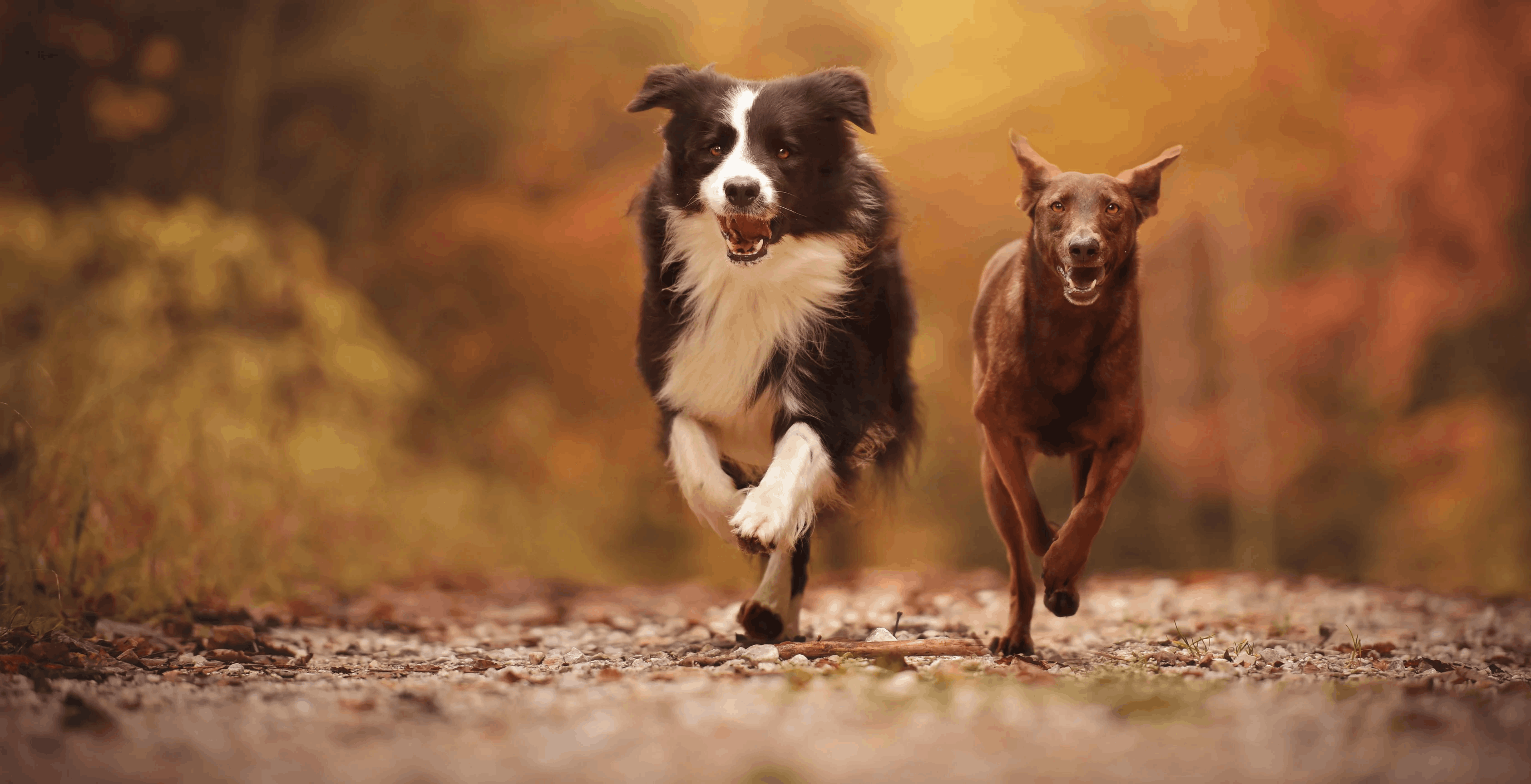 happyhowl-abagoflove.com