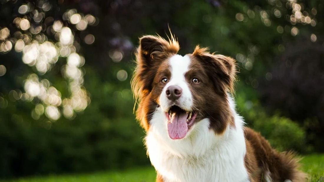 getfurlife-abagoflove.com